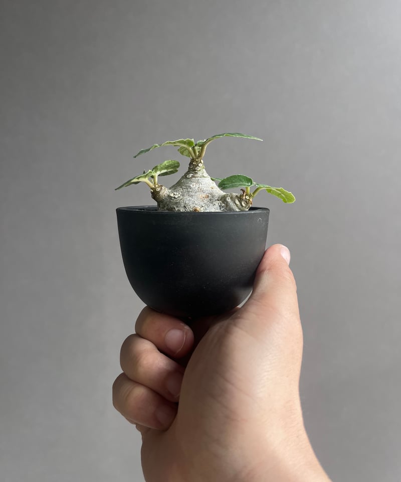 ドルステニア　フォエチダ　大株　多頭株 ドルステニア フォエチダ 大株 多頭株