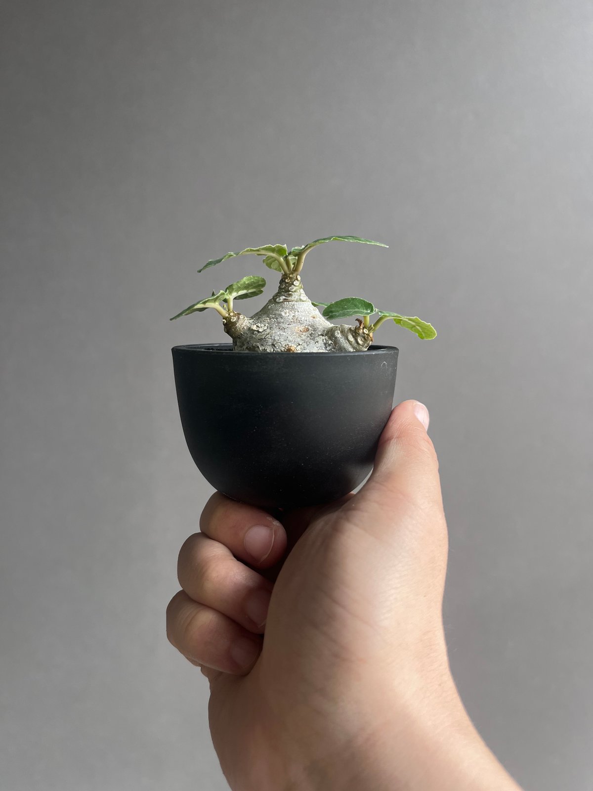 ドルステニア　フォエチダ　大株　多頭株 ドルステニア フォエチダ “多頭タイプ” 「Dorstenia foetida