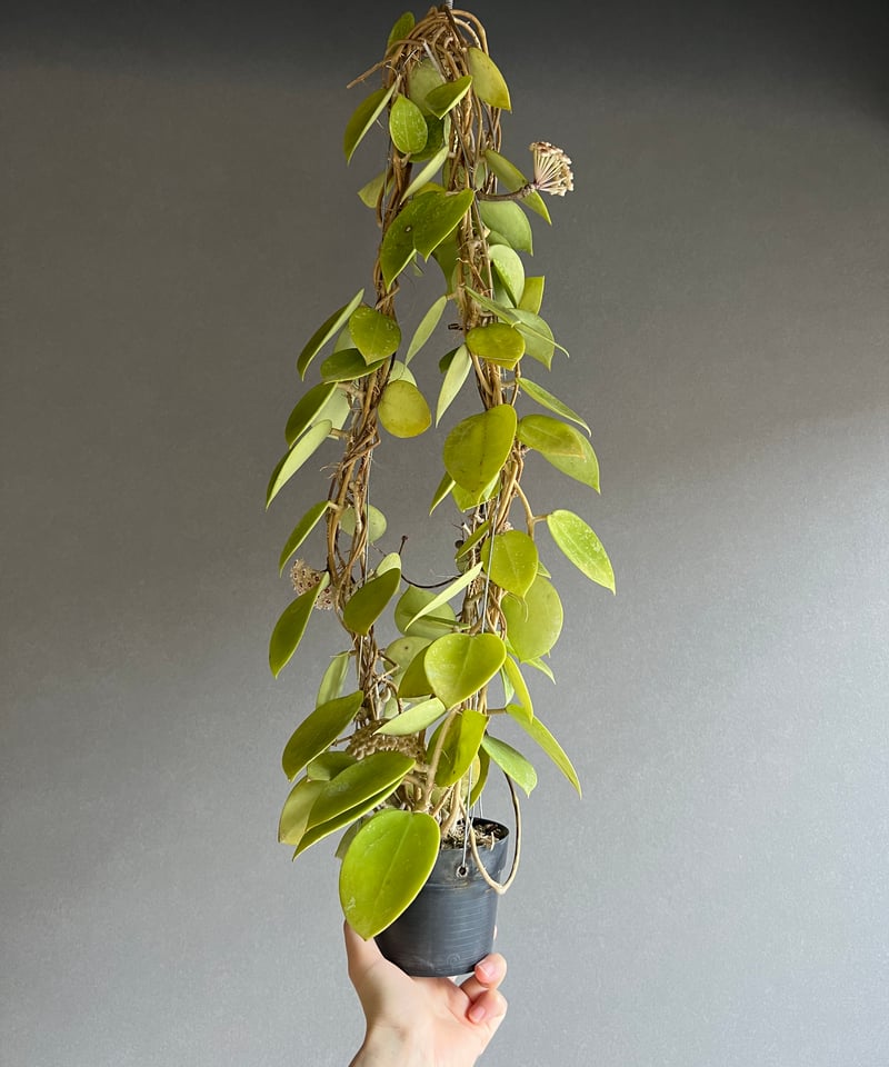 その他観葉植物 HOYA Lyi 観葉植物『ホヤ』カルノーサ他21種！花、育て方｜サクララン属
