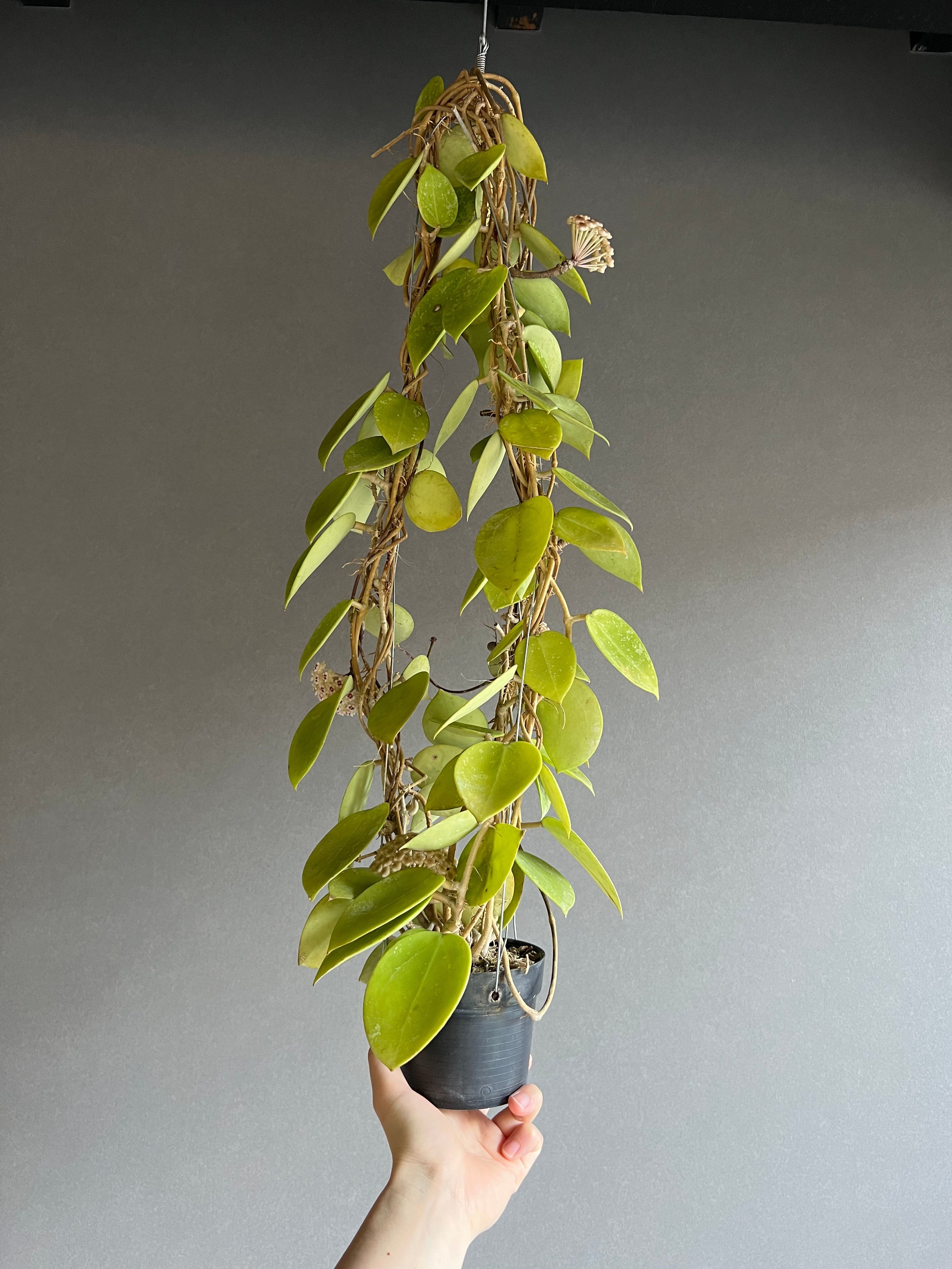 ホヤ パラシティカ ハートリーブス 「Hoya parasitica heart lleave