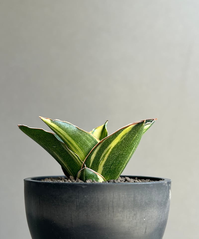 サンセベリア アンダマン 斑入「Sansevieria Andaman Variegated