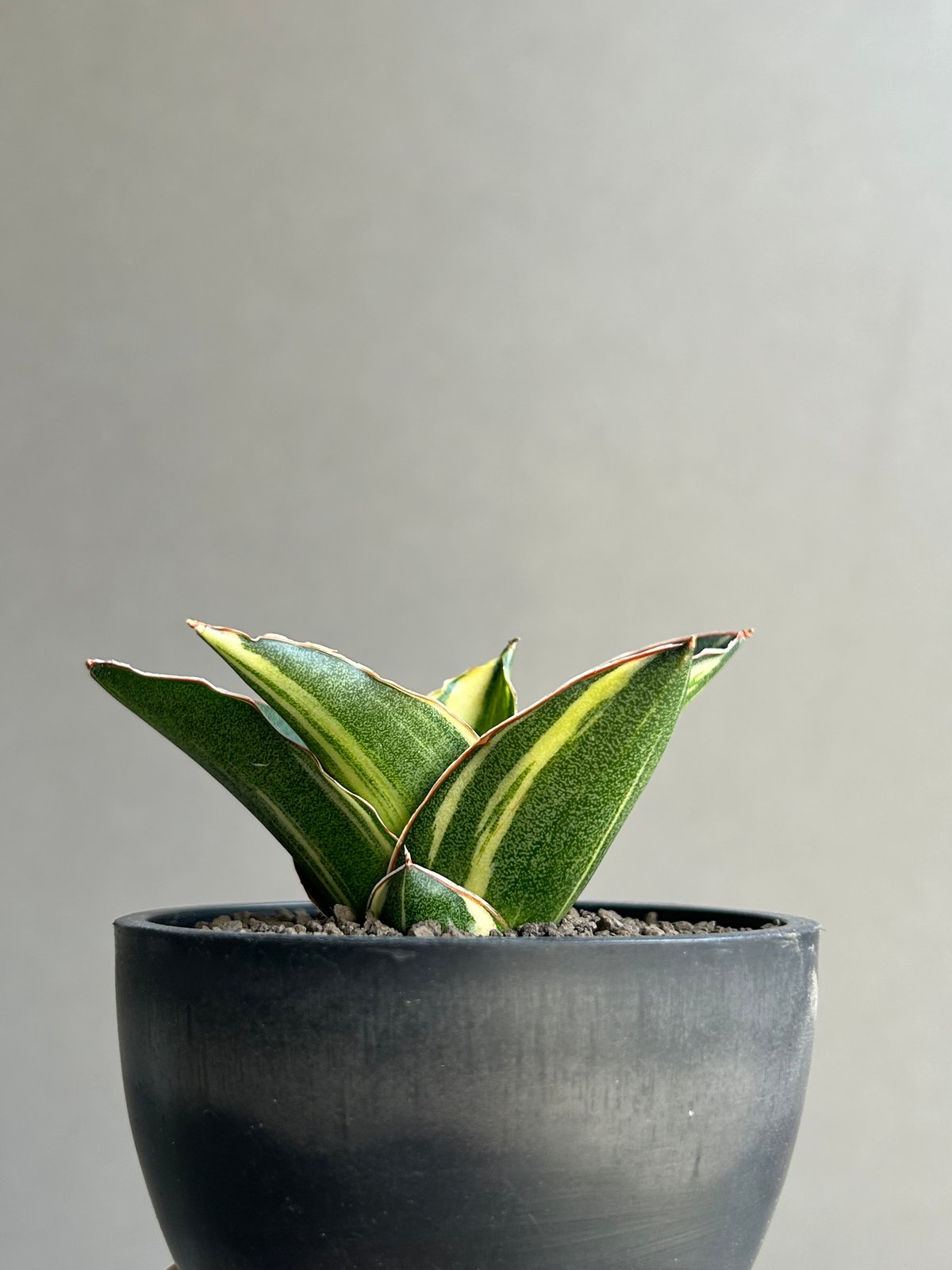 サンセベリア アンダマン 斑入「Sansevieria Andaman Variegated