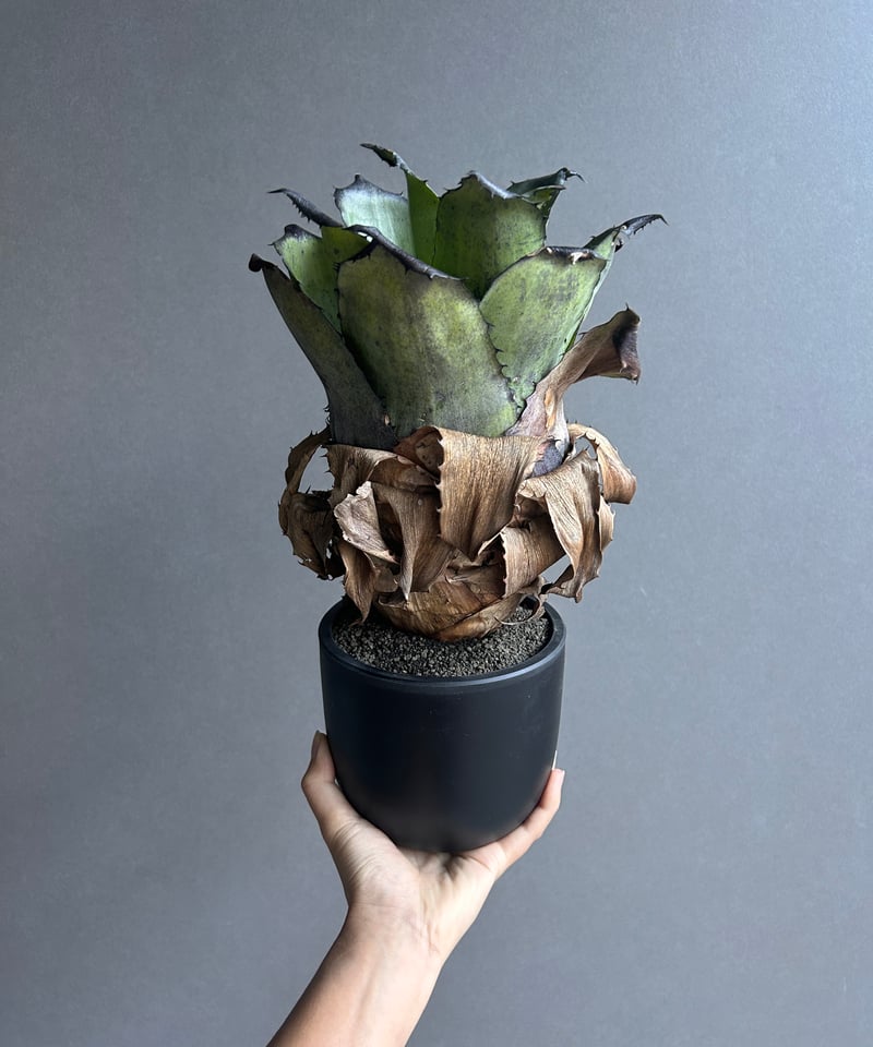 YAMA Hohenbergia leopoldo H DSなど2点 YAMA Hohenbergia leopoldo H DSなど2点 YAMA Hohenbergia