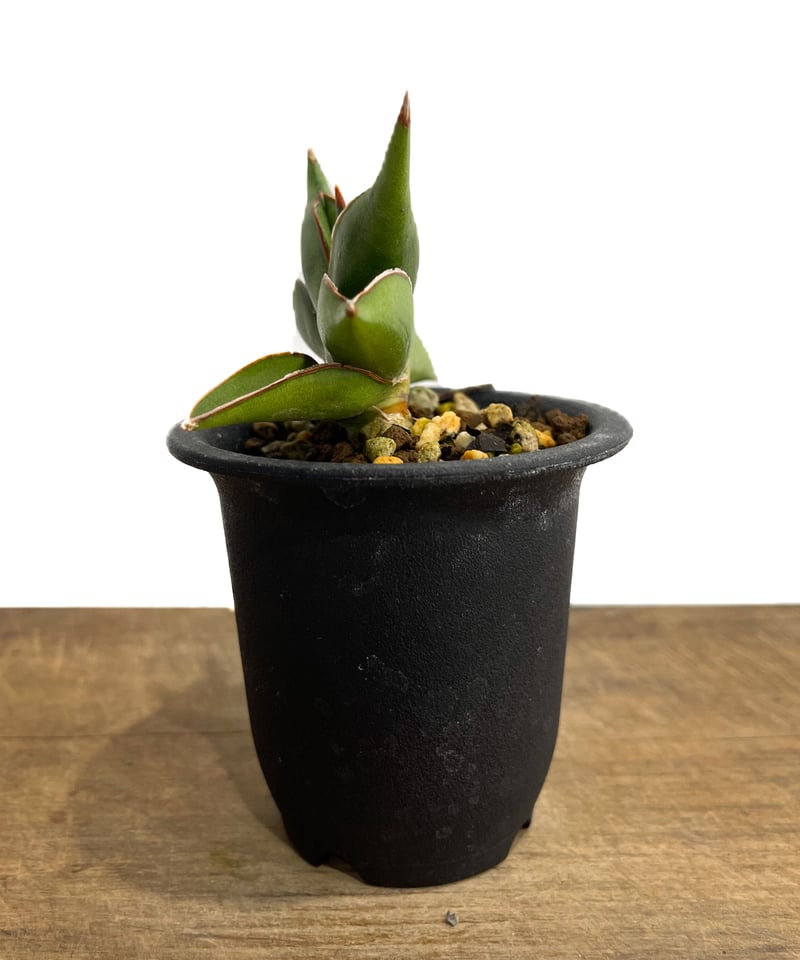 サンセベリア サワディー 「Sansevieria Sawasdee」10/4 | SHOUC サンセベリア サワディー 「Sansevieria Sawasdee」10/4 | SHOUC
