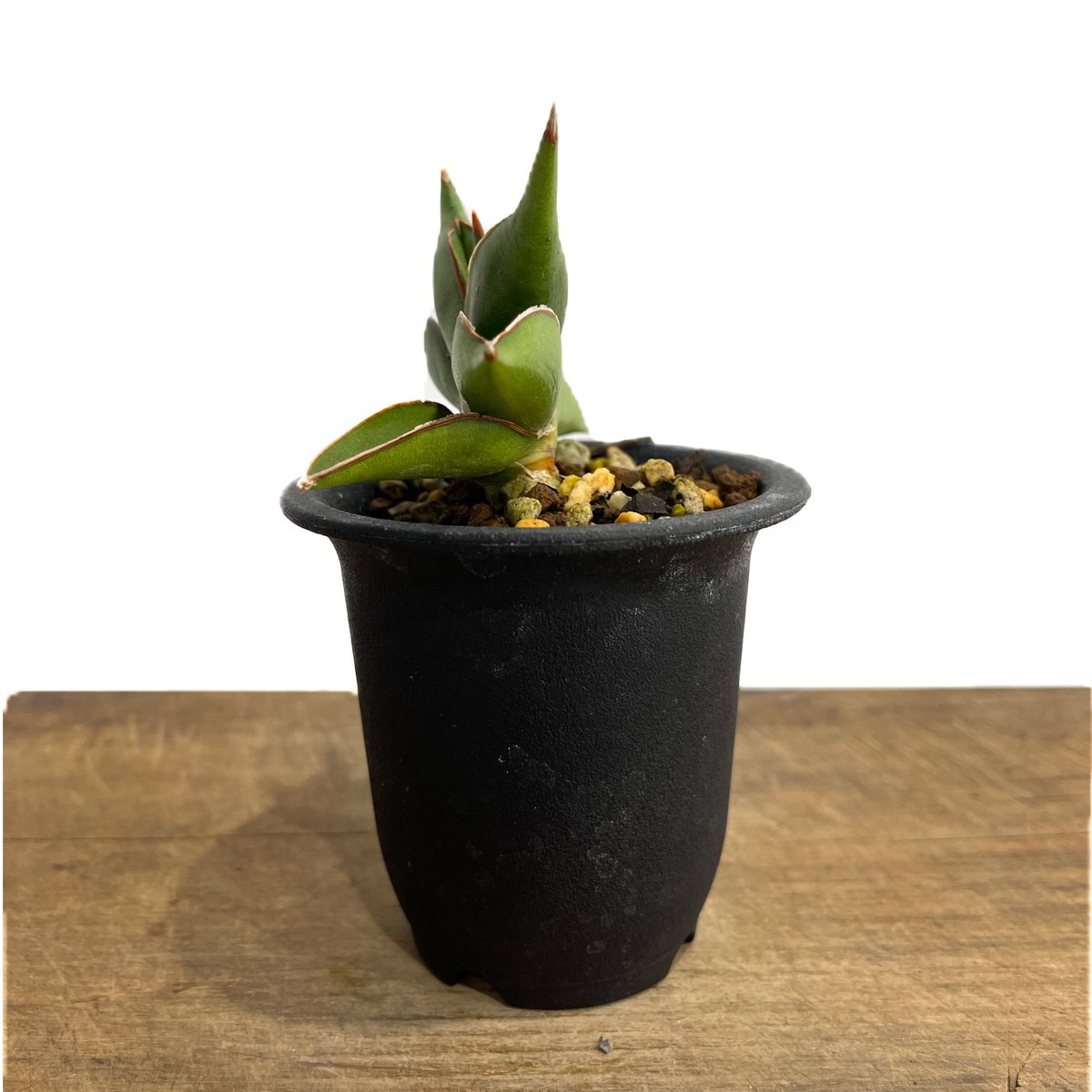 サンセベリア サワディー 「Sansevieria Sawasdee」10/4 | SHOUC サンセベリア サワディー 「Sansevieria Sawasdee」10/4 | SHOUC