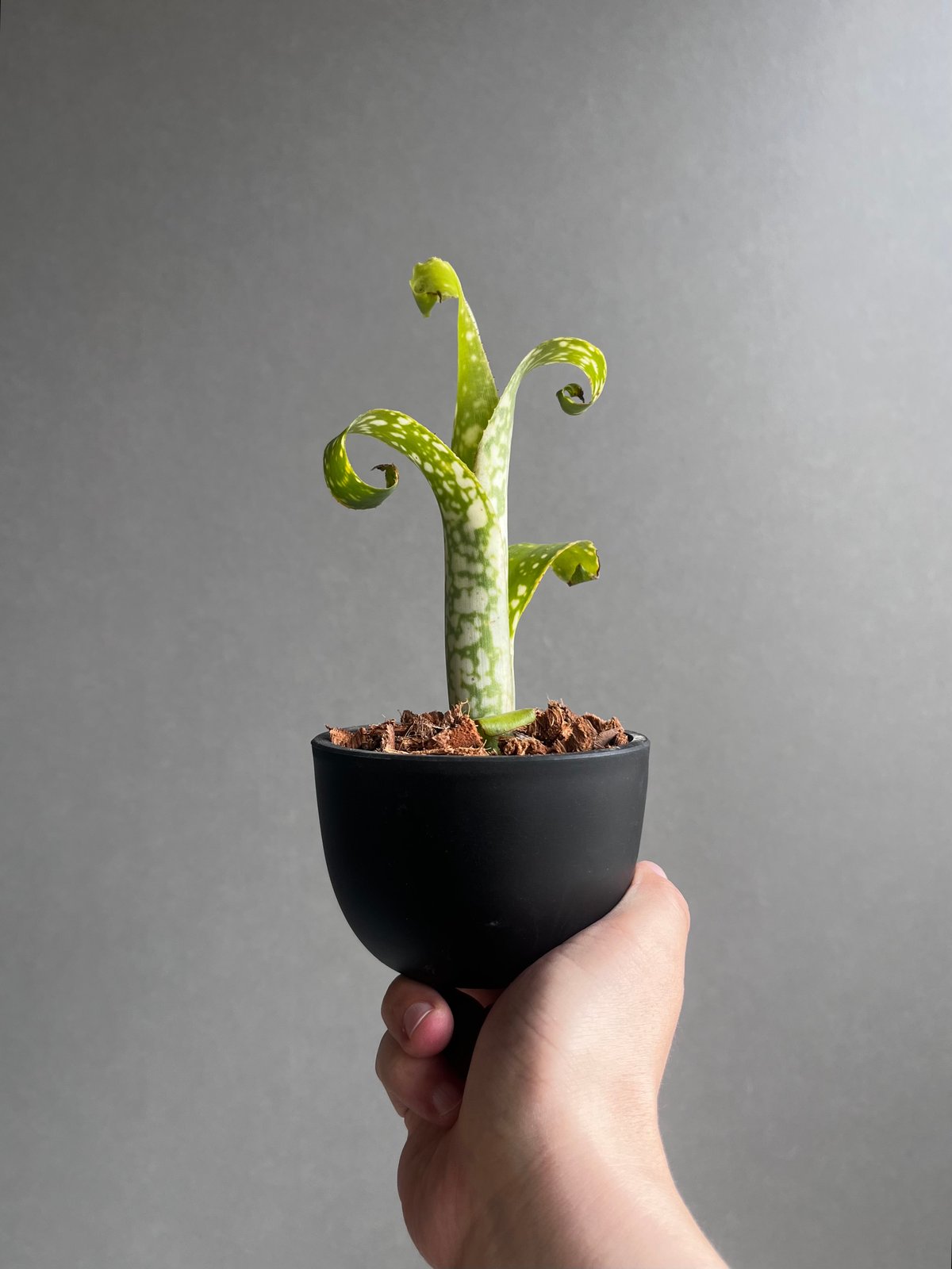 ビルベルギア レプトポーダ 「Billbergia leptopoda」33E | SHOUC