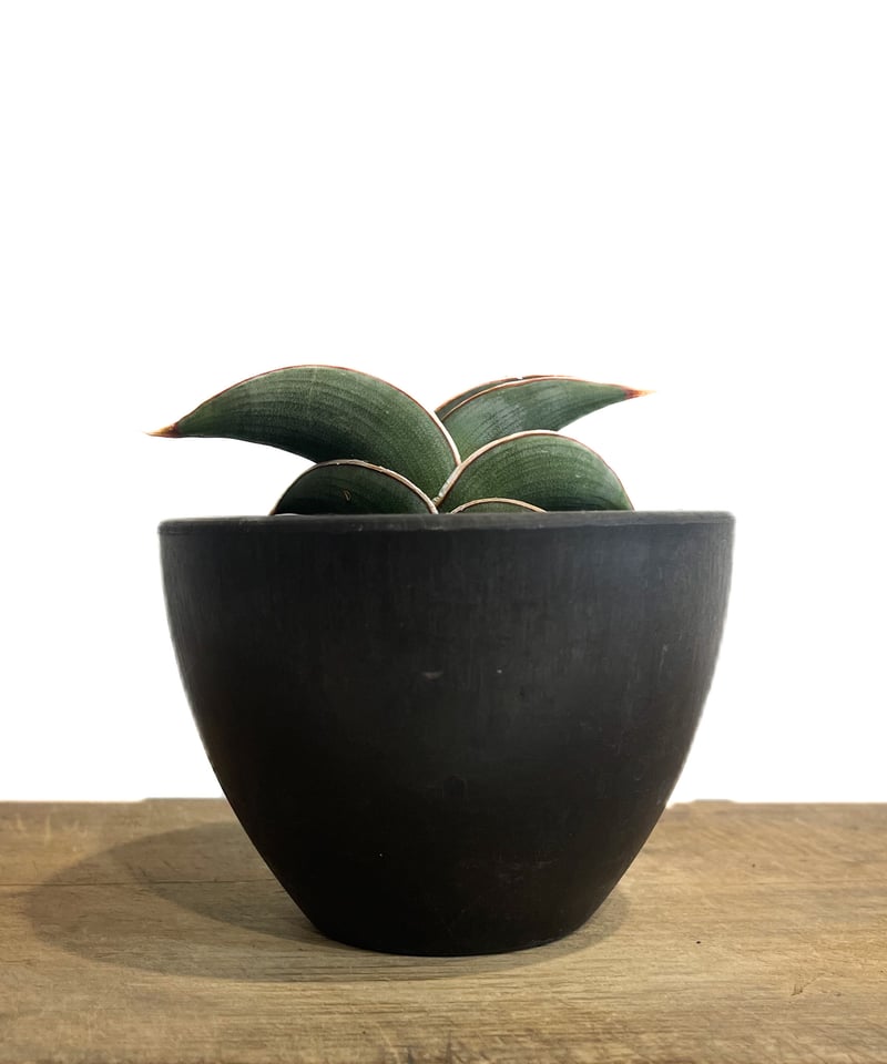サンスベリアロリダ　美株　作家鉢　雷土raido 観葉植物　サンセベリア　ロリダ サンセベリア ロリダ 「Sansevieria rorida」7H-1 | SHOUCHIKUEN