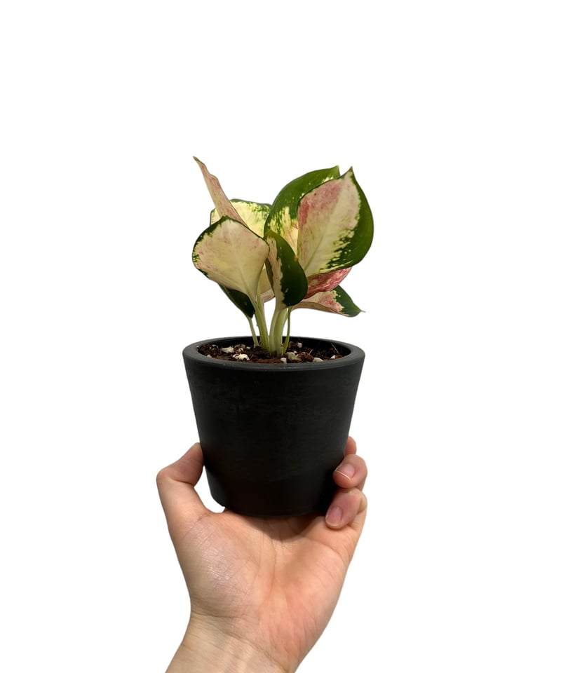 アグラオネマ ネオン 変異種 斑入 「Aglaonema Neon mutation