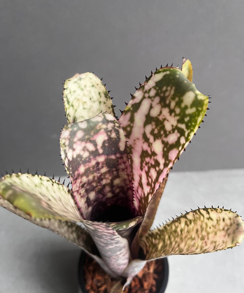 Billbergia 'Vicky Chirnside' ビルベルギア Billbergia 'Vicky