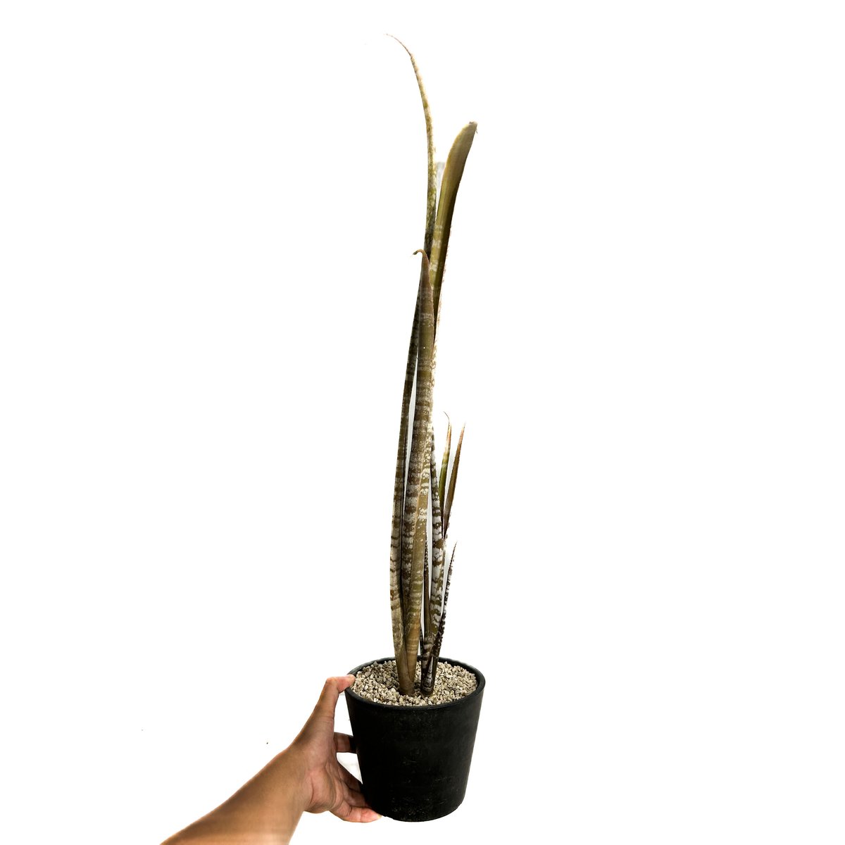 ビルベルギア メイエリ「Billbergia meyeri」6/25-823 | SHOUCH