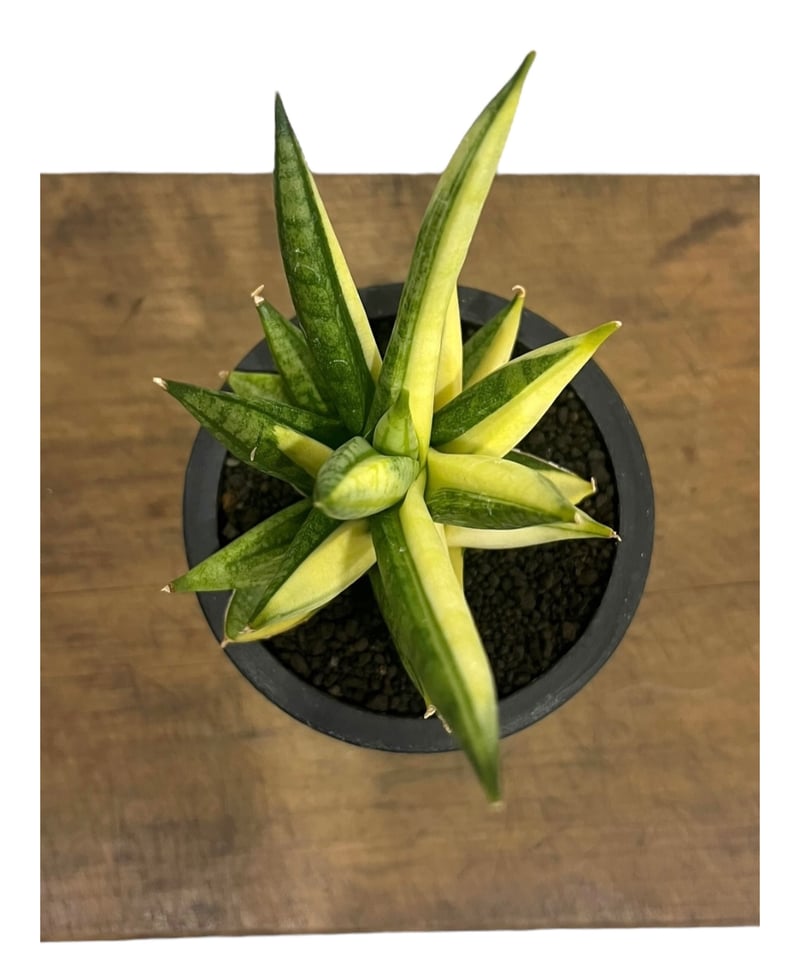 サンセベリア ミン マニー 斑入 (ハーフムーン ) 「Sansevieria