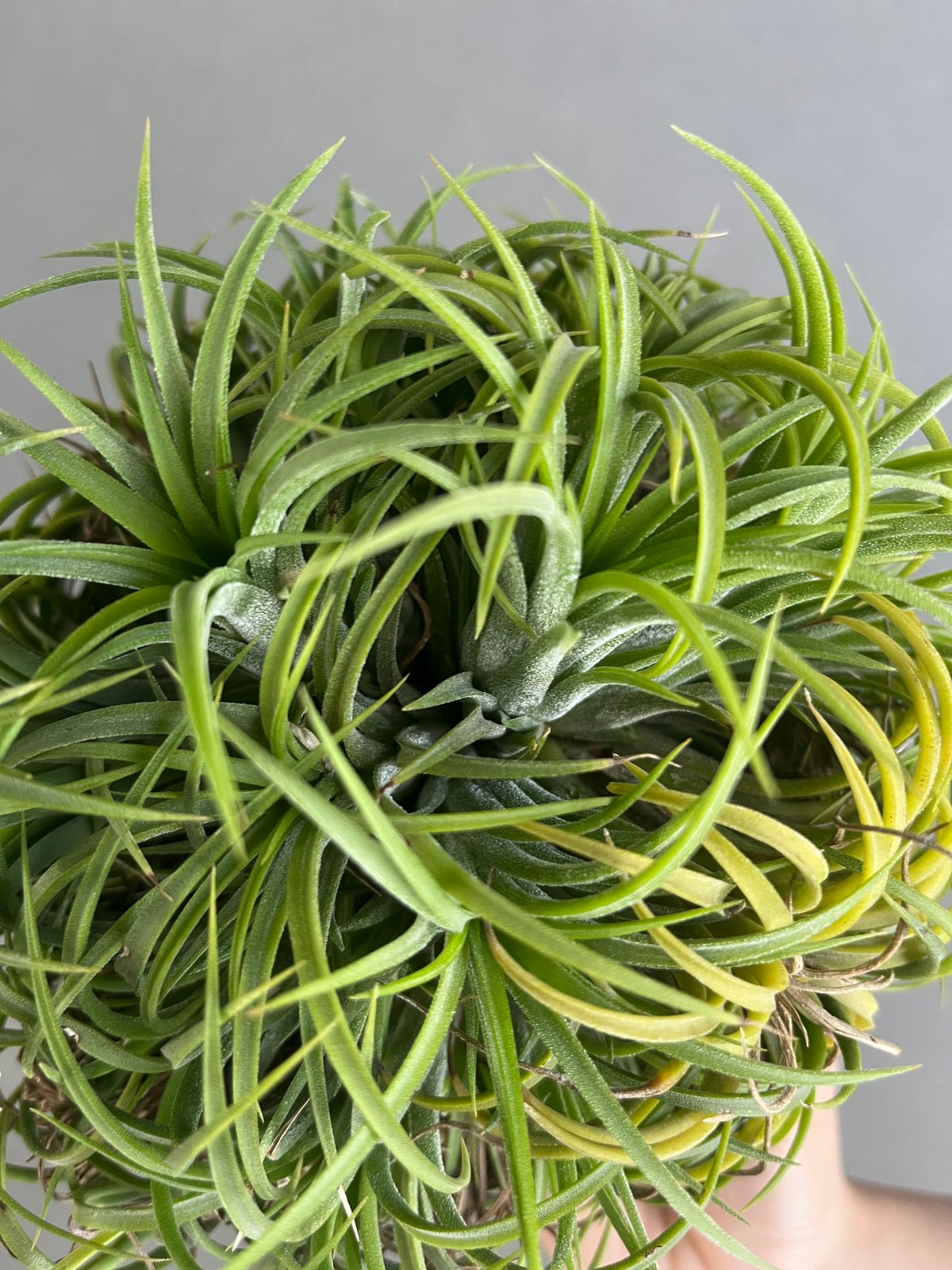 ティランジア イオナンタ ドゥルイド ボールタイプ「 Tillandsia