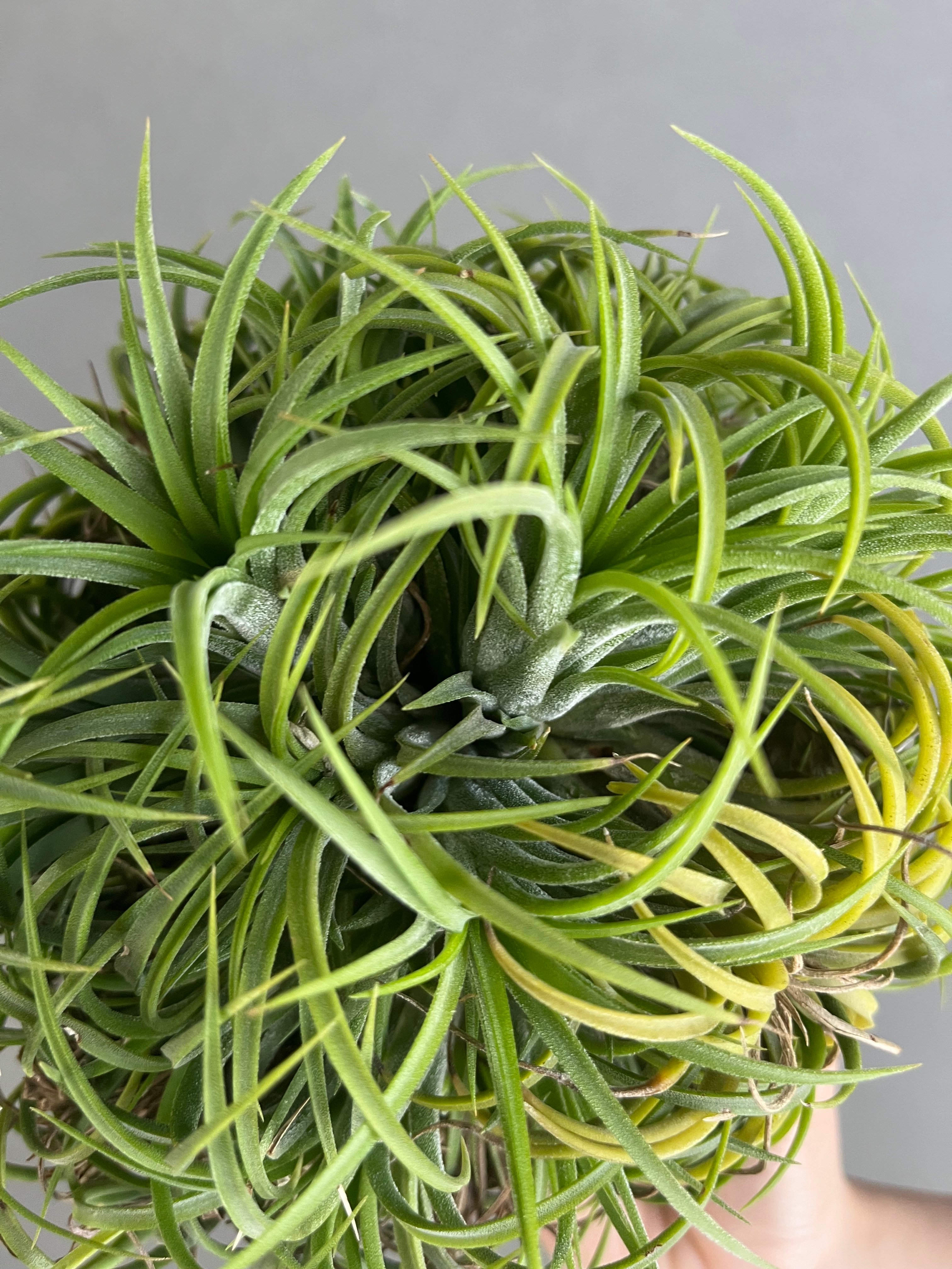 ティランジア イオナンタ ドゥルイド ボールタイプ「 Tillandsia