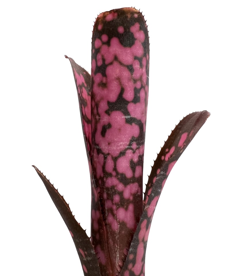ビルベルギア インセンディアリー デライト 「Billbergia