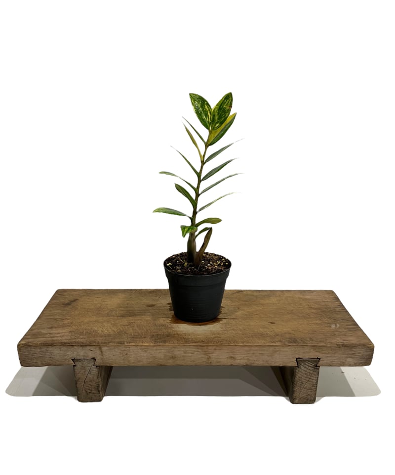 ザミオクルカス 斑入 「Zamioculcas Zamiifolia Variegated」3