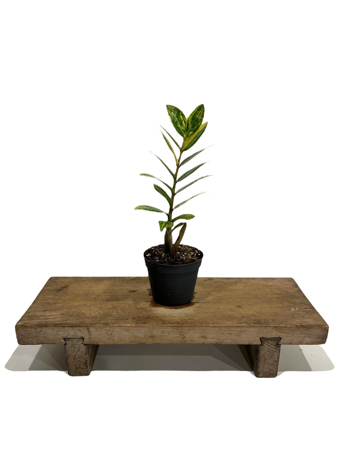ザミオクルカス 斑入 「Zamioculcas Zamiifolia Variegated」3