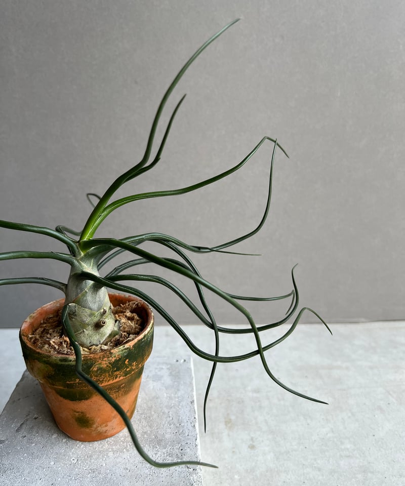 ティランジア ブルボーサ “スペシャル フォーム” 「Tillandsia bulbosa