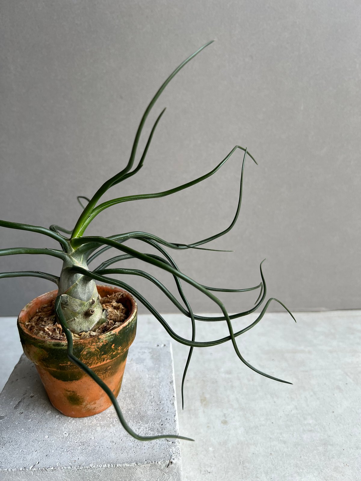 ティランジア ブルボーサ “スペシャル フォーム” 「Tillandsia bulbosa