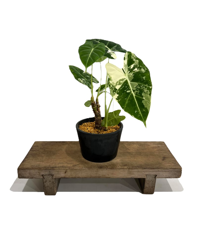 アロカシア グリーンベルベット 斑入 「Alocasia Green Velvet Varie