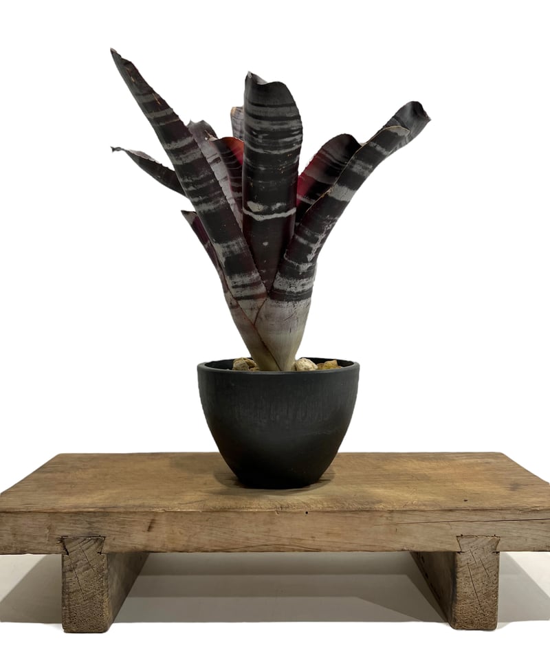ブロメリア・エアープランツ Aechmea Otto Aechmea Otto 【artPLANTs】エクメア/タンクブロメリア