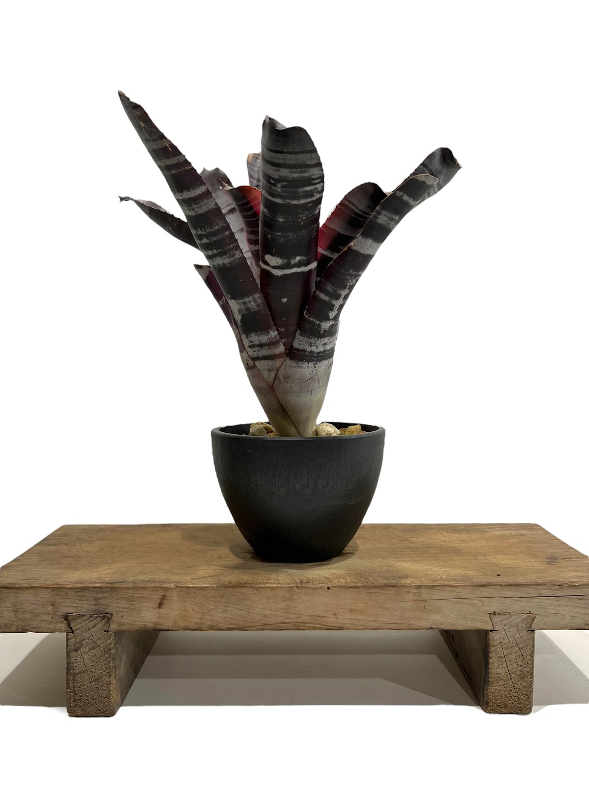 希少 Aechmea Otto エクメア オットー 超美株 タンクブロメリア エクメア オットー 「Aechmea Otto」99M | SHOUCHIKUEN