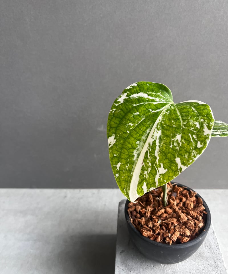 パイパー・ニグラム（斑入り） パイパー ニグラム 斑入 「Piper nigrum variegated」4Z | SHOU