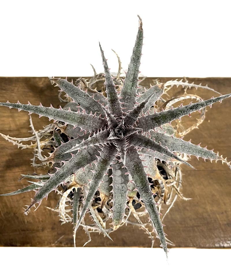 ディッキア ワーレン×マーキュリー「Dyckia Warren × Mercury」9/24