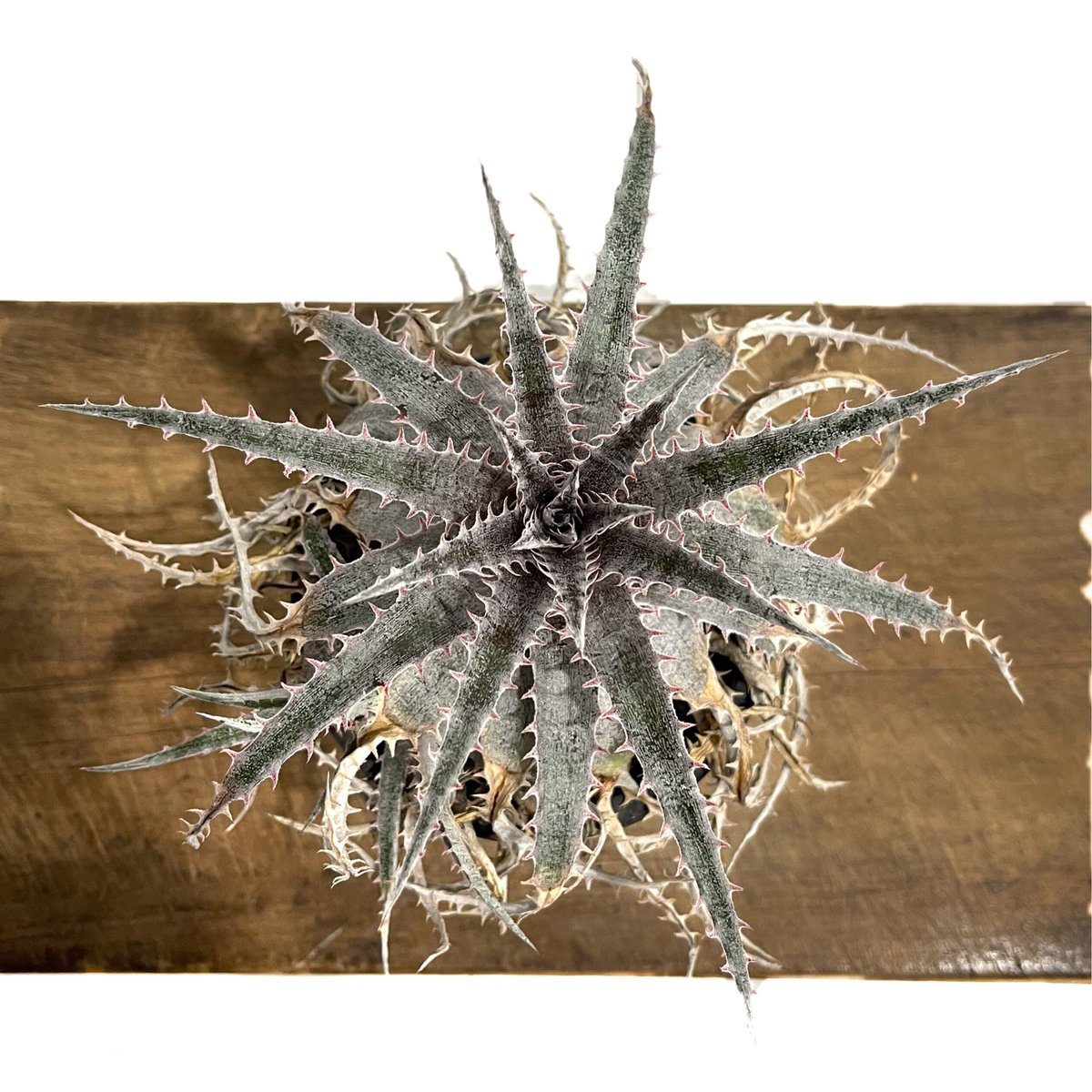 ディッキア Dyckia 'Mercury' F2 D027