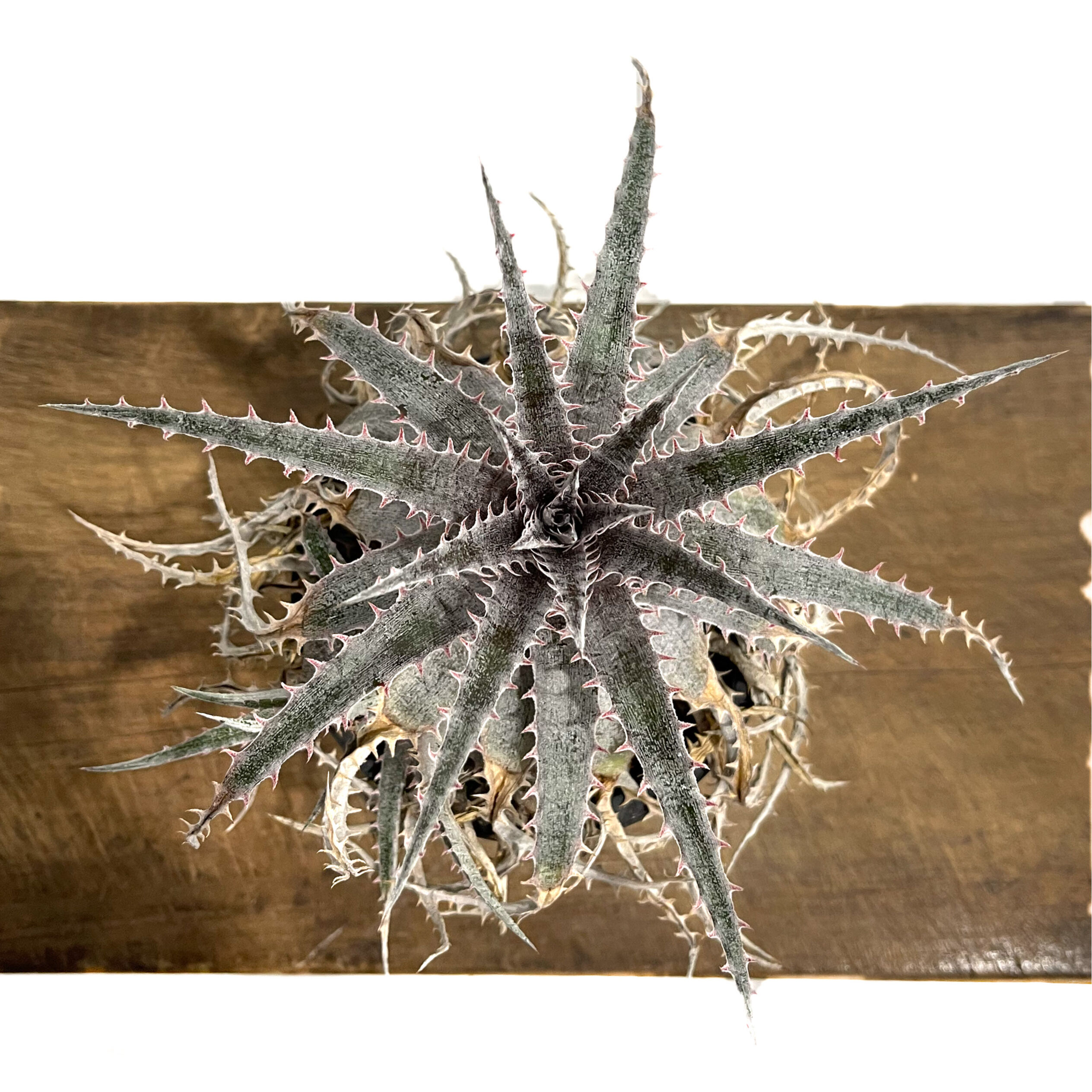 ディッキア ワーレン×マーキュリー「Dyckia Warren × Mercury」9/24