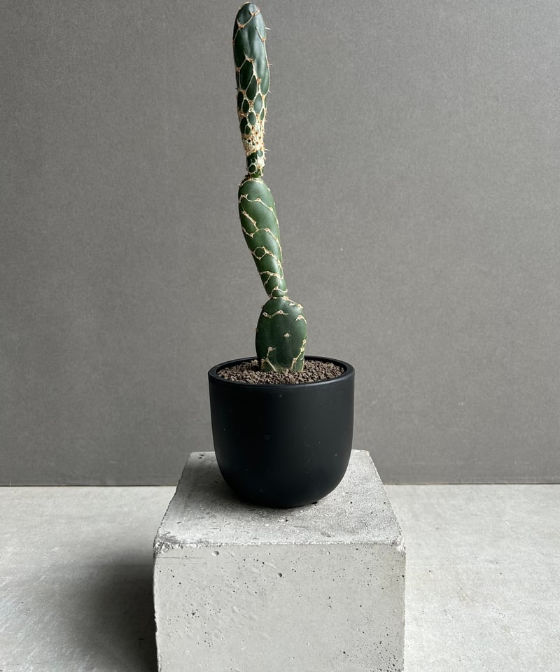 オプンチア ゼブリナ 'コブラ'「Opuntia zebrina 'Cobra'」52L |