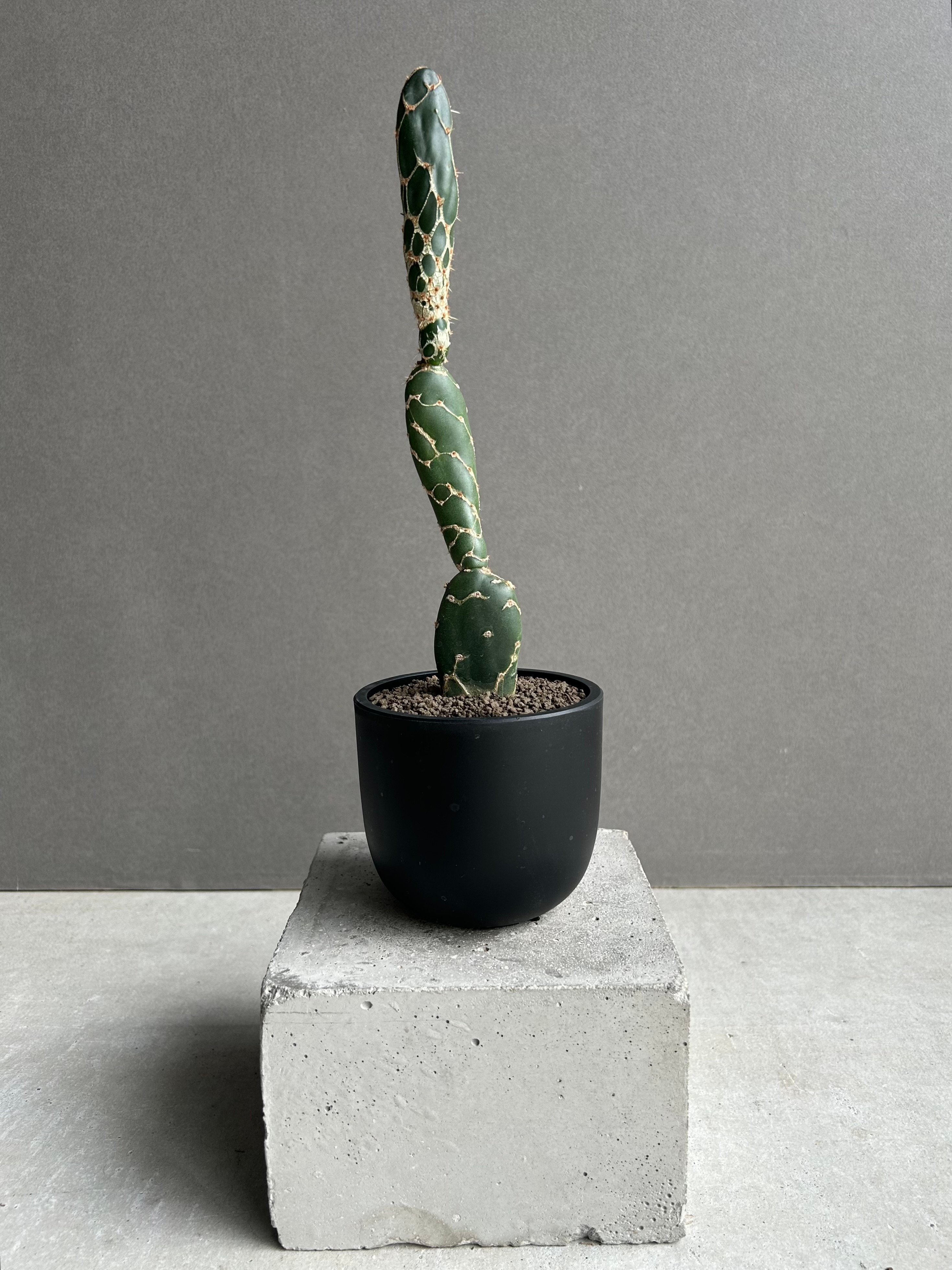 オプンチア ゼブリナ 'コブラ'「Opuntia zebrina 'Cobra'」52L |