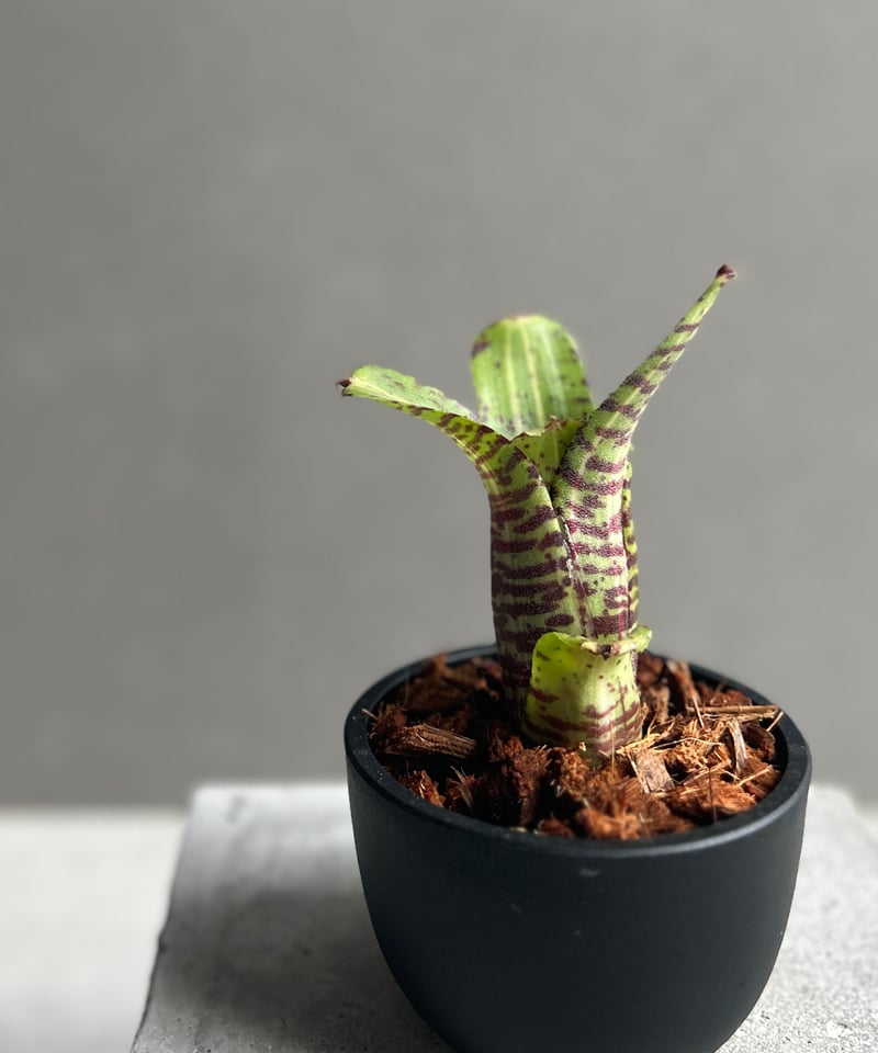 ネオレゲリア グレムリン 「Neoregelia Gremlin」20G | SHOUCHIKUEN