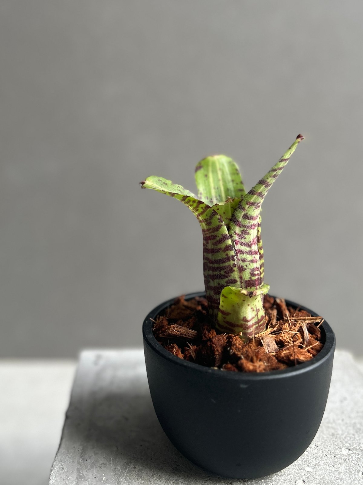 ネオレゲリア グレムリン 「Neoregelia Gremlin」20G | SHOUCHIKUEN