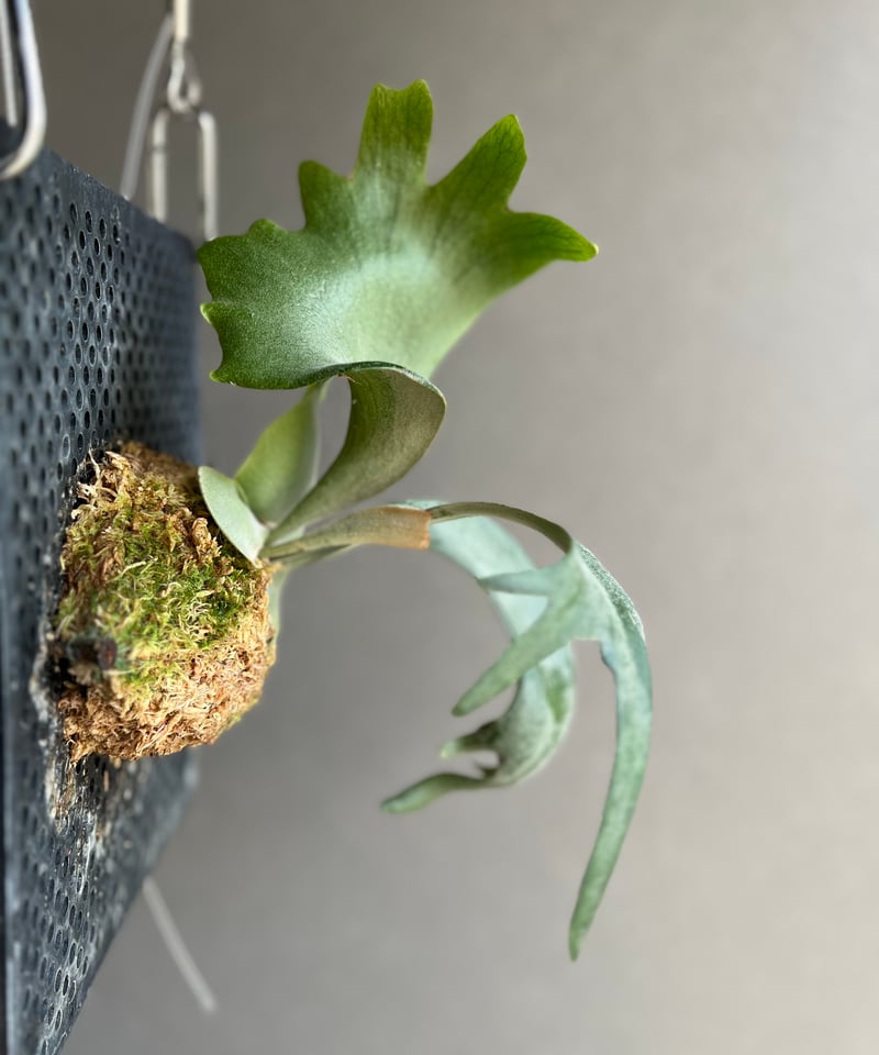 ビカクシダ ウィリンキー cv. ミュゲ 「Platycerium willinckii c