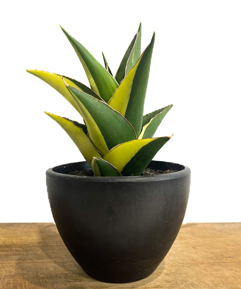 サンセベリア タワー 斑入り ハーフムーン「Sansevieria Tower Varieg...