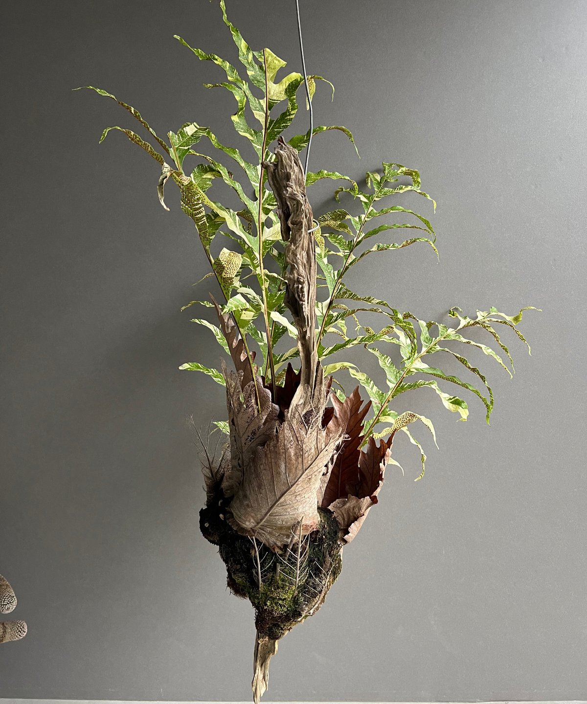 【激レア！】斑入りドリナリア fit=scale-down,w=1200