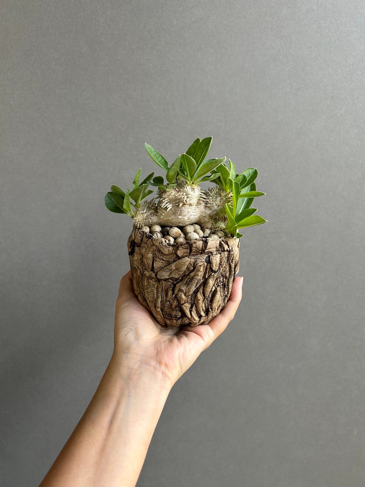 パキポディウム 恵比寿笑い Pachypodium brevicaule ④ パキポディウム “恵比寿笑い”+ plants monsters pot 「Pachypodi