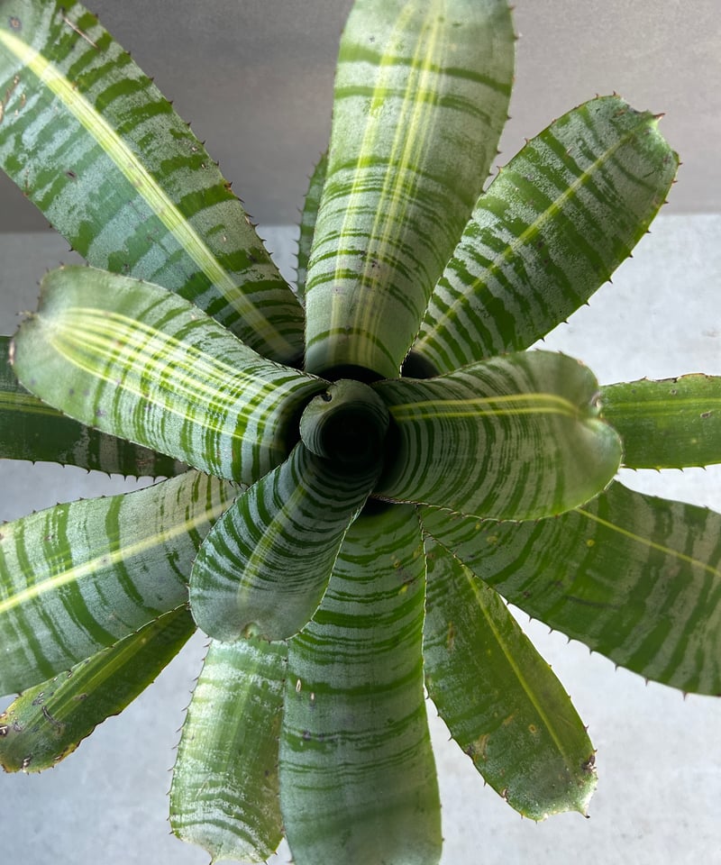 エクメア チャンティニー ビスタ 「Aechmea chantinii Vista 」23J