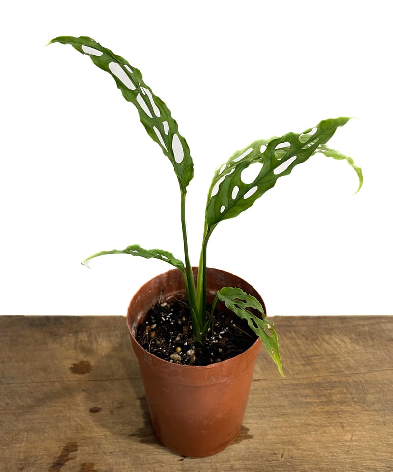 大株 モンステラ オブリクア ペルー 7号鉢 モンステラ：オブリクア 7号鉢植え の通販 | 園芸ネット