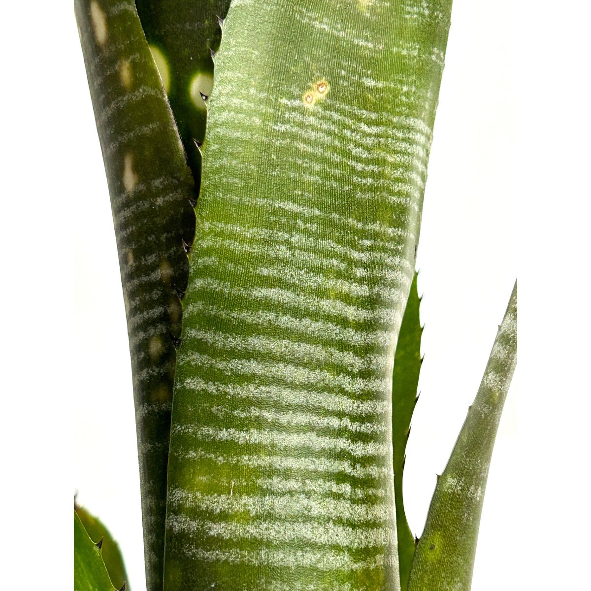 ビルベルギア ムーランルージュ「Billbergia Moulin Rouge」3/5-108