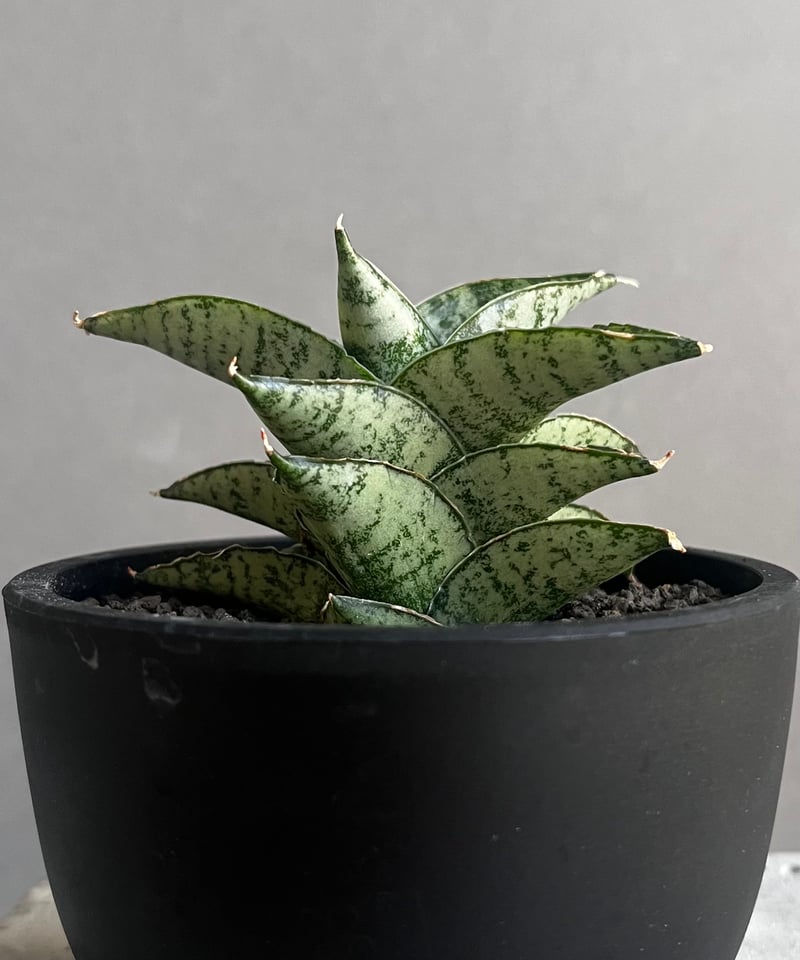 サンセベリア スサノオ 「Sansevieria Susano 'O' (by Unyaman
