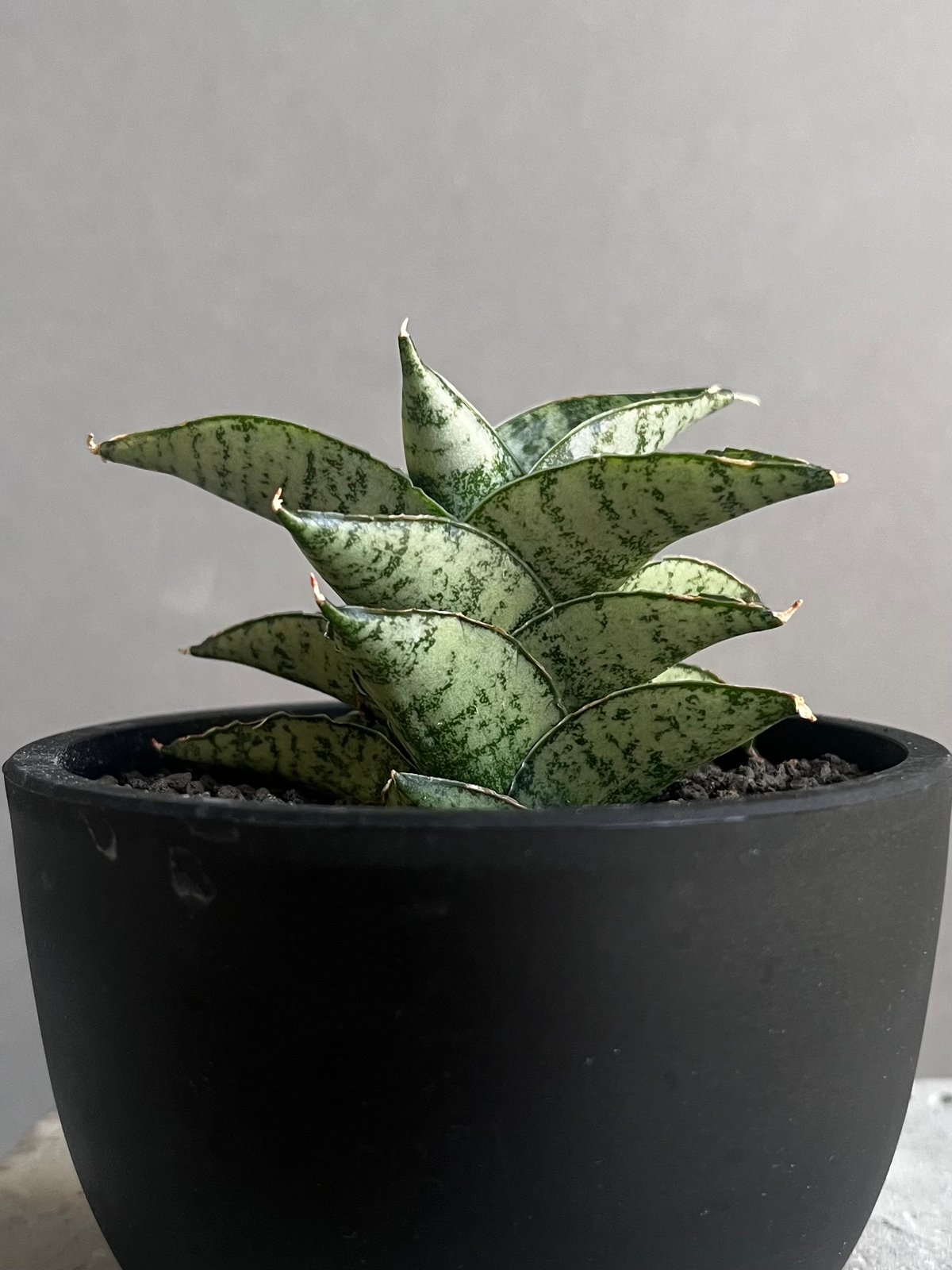 サンセベリア スサノオ 「Sansevieria Susano 'O' (by Unyaman