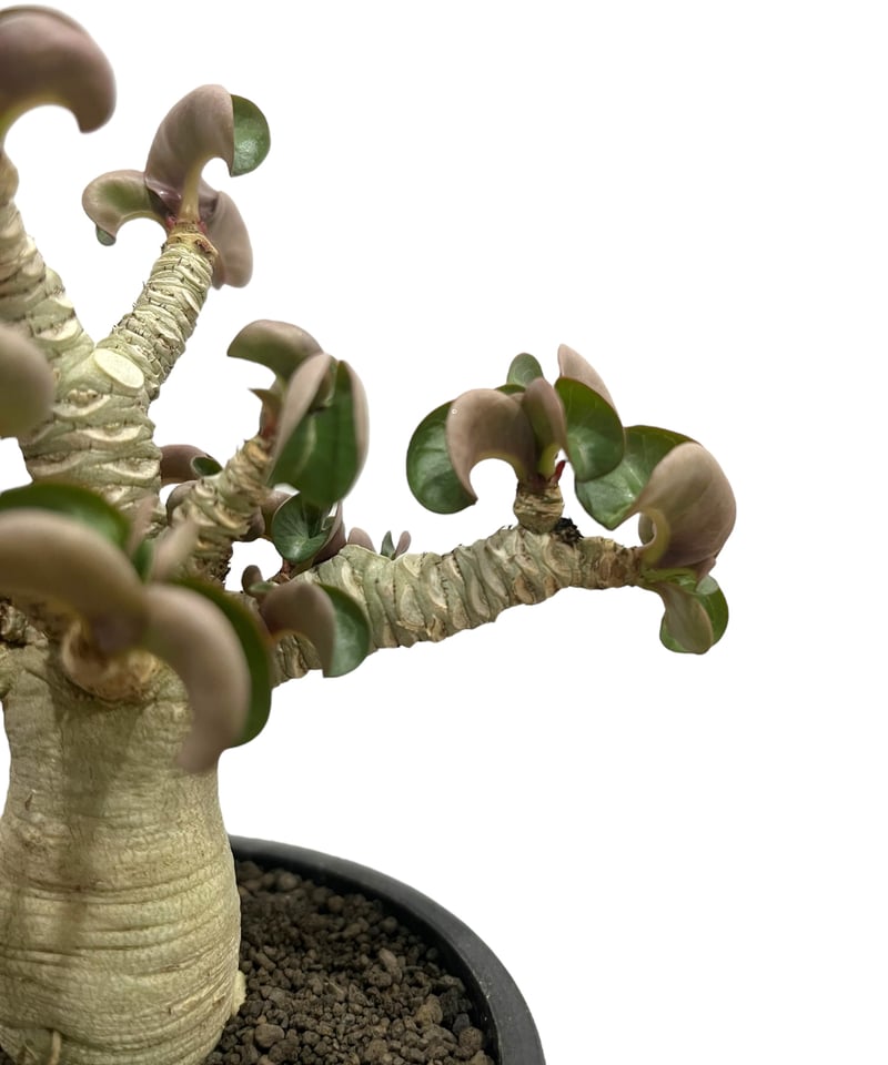 アデニウム D.H.A （獅子葉）”選抜個体' 「Adenium D.H.A (Dorset