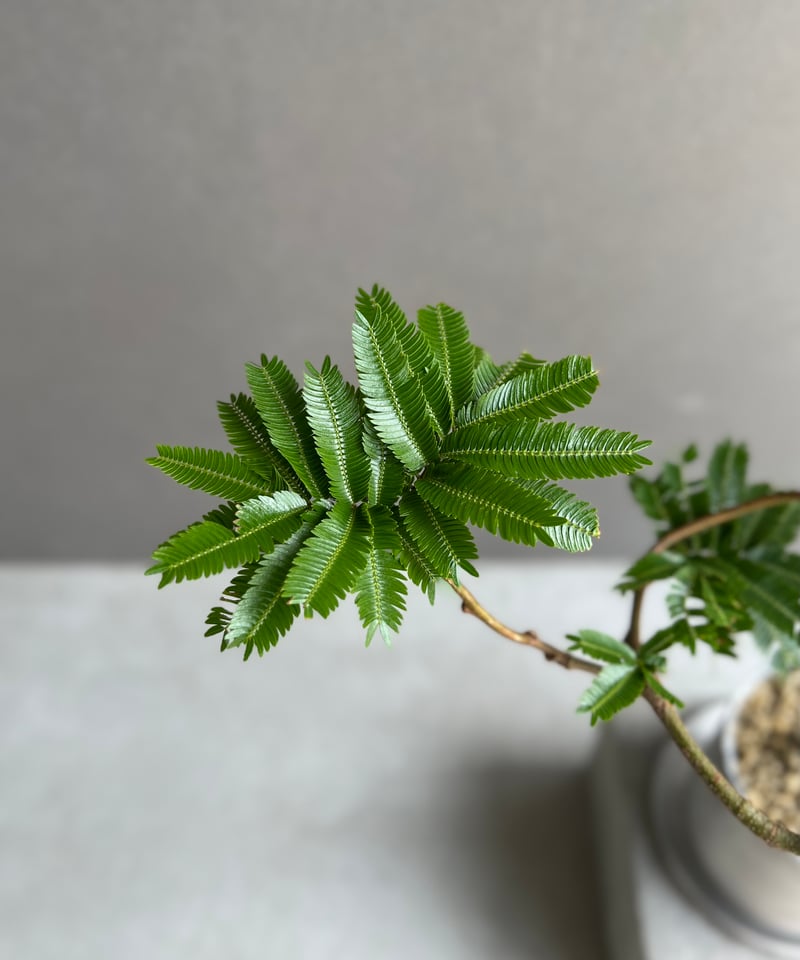 叶出品 エバーフレッシュ “選抜個体” 「Cojoba arborea var. angustifol