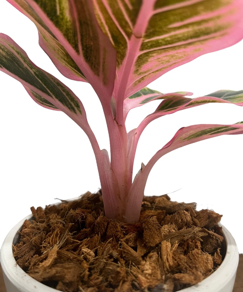 アグラオネマ ロータス デライト 「Aglaonema Lotus Delight 」67U