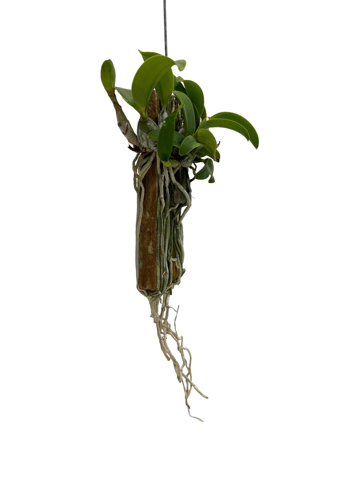 カトレア ノビリオール アマリア 「Cattleya nobilior var. amalia