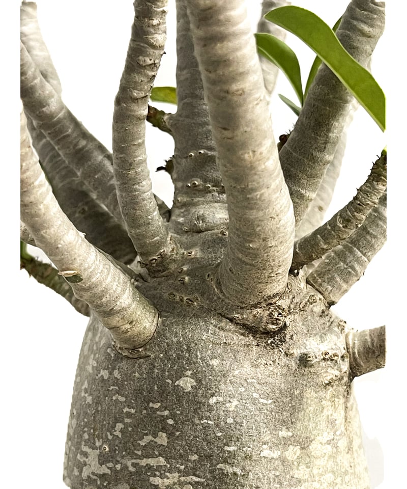アデニウム アラビカム バオバブスタイル「Adenium arabicum