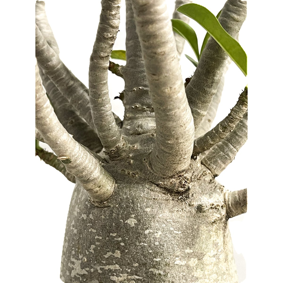 アデニウム アラビカム バオバブスタイル「Adenium arabicum 'Baobab S