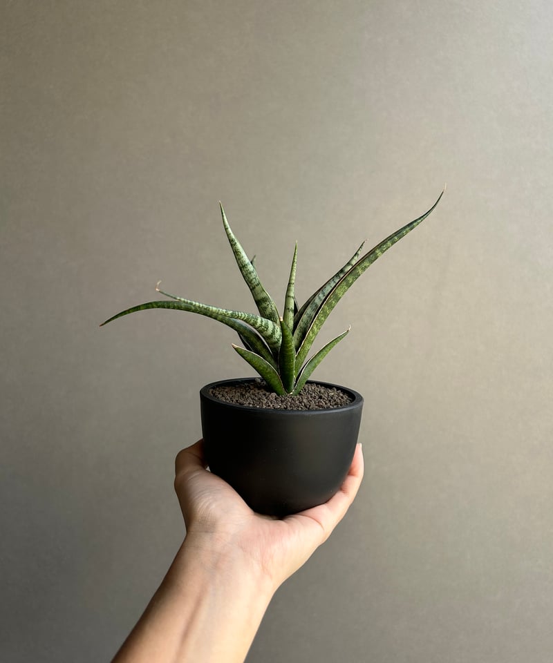 サンセベリア コヨーテ「Sansevieria Coyote」92L | SHOUCHIKUEN