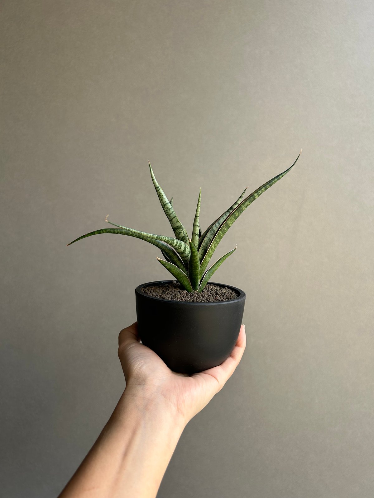 サンスベリア・コヨーテ fit=scale-down,w=1200